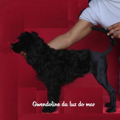 portuguese water dog : Gwendoline Da Luz Do Mar